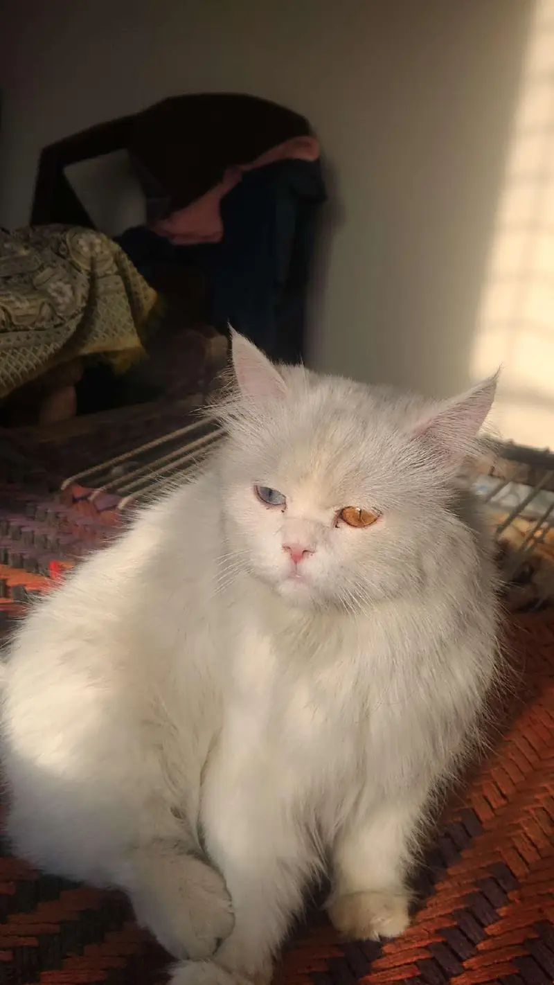 Persian female cat with 3 babies — photo 2