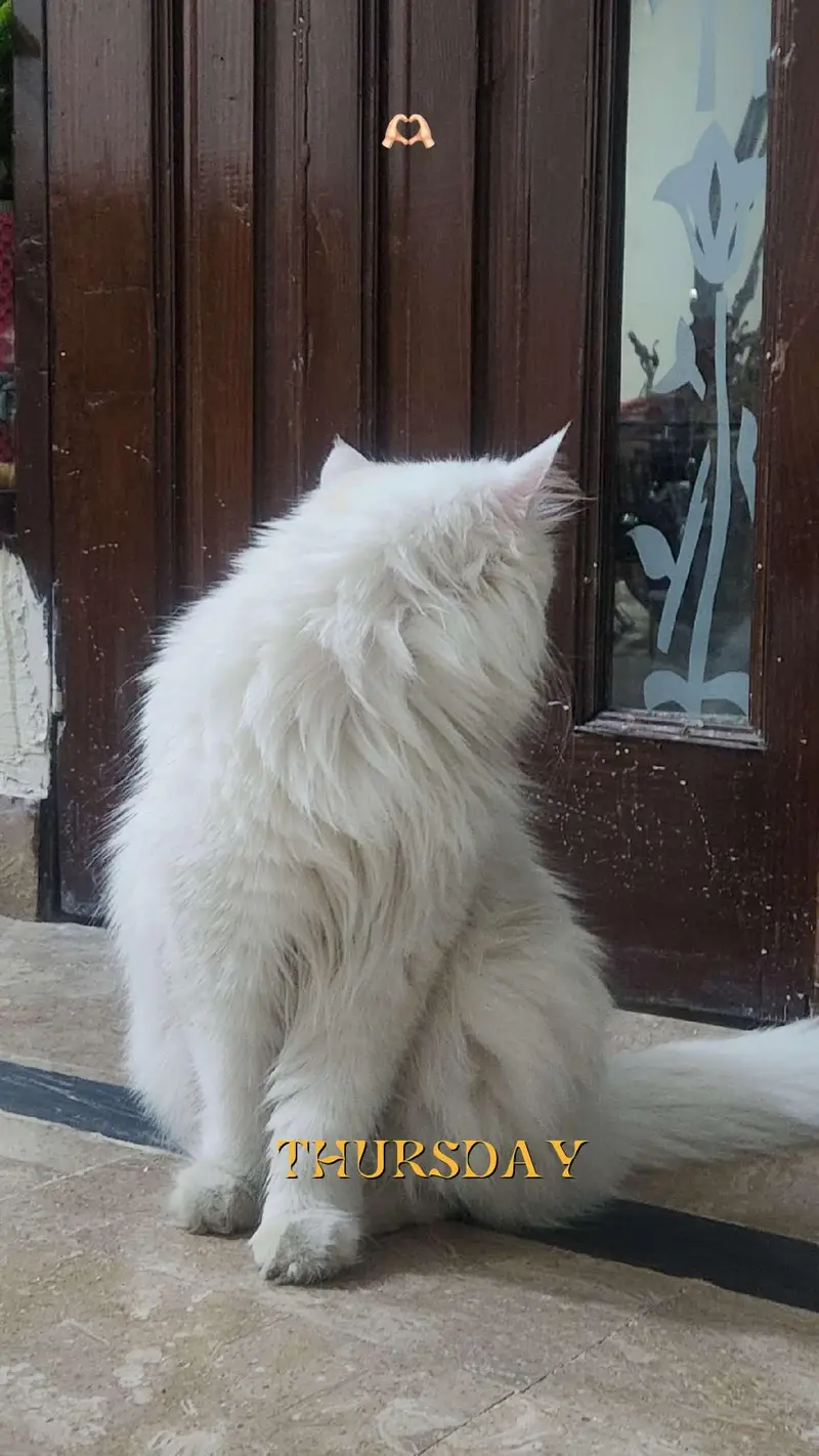 Persian female cat with 3 babies — photo 3