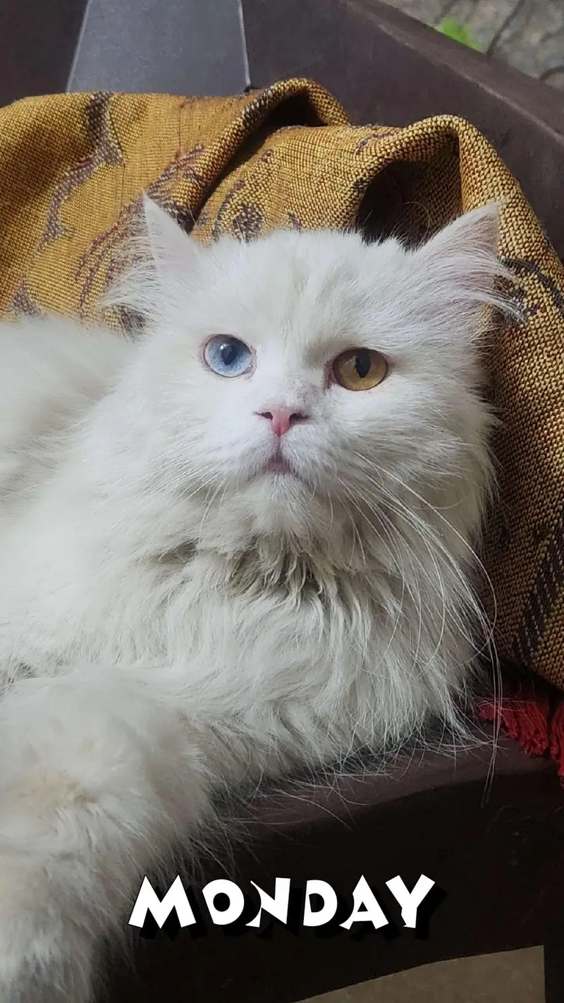 Persian female cat with 3 babies — photo 4