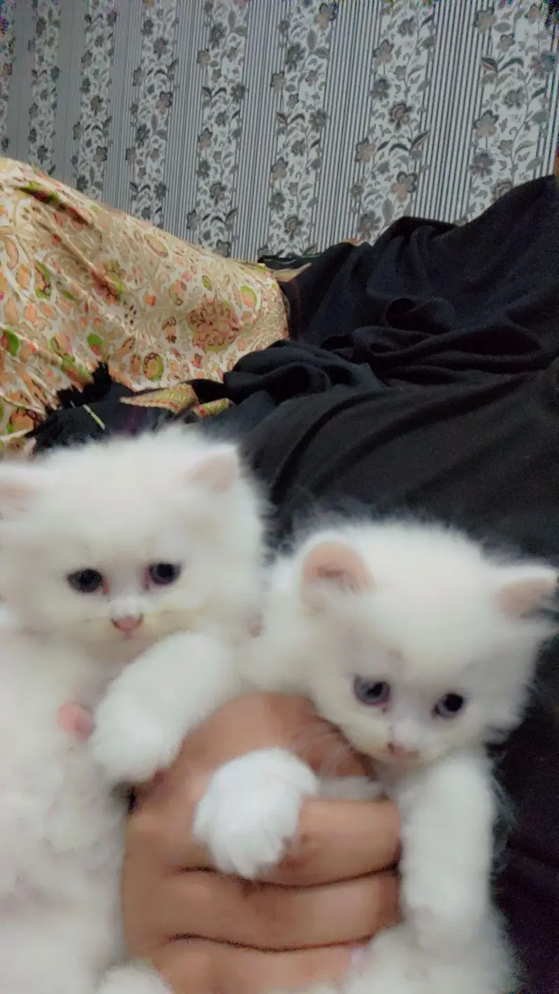 Persian female cat with 3 babies — photo 5