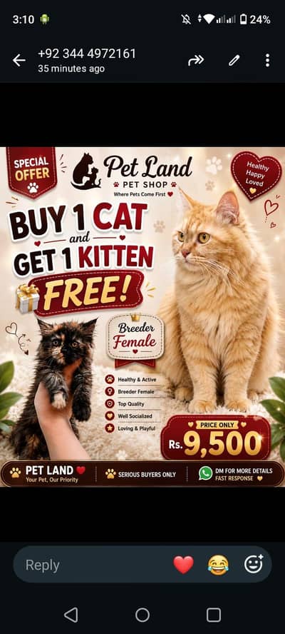 Buy 1 cat and get 1 kitten free 