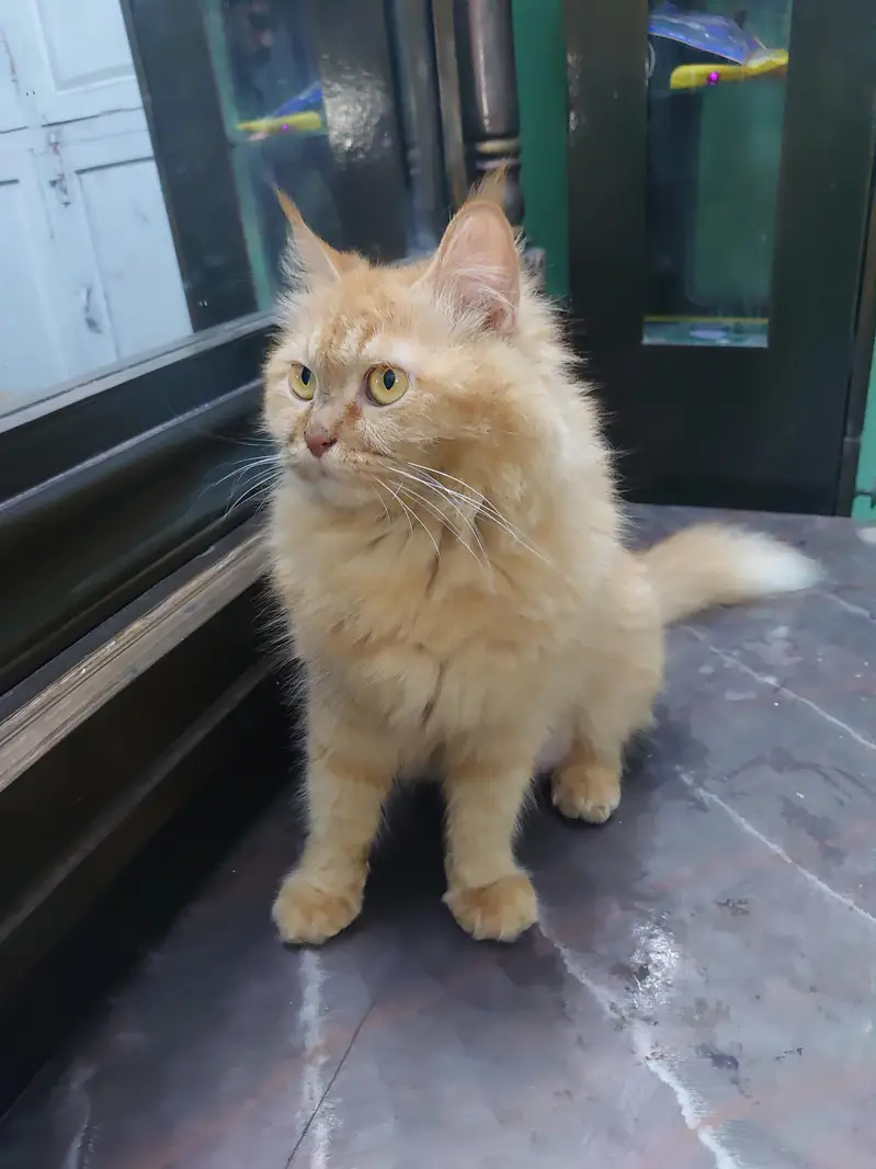 Buy 1 cat and get 1 kitten free  — photo 2