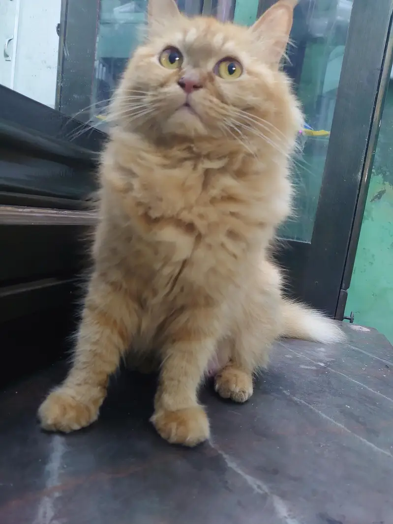 Buy 1 cat and get 1 kitten free  — photo 3