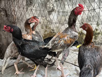 4 Aseel Hens + 1 Aseel Rooster for Sale | Healthy & Active | Lahore