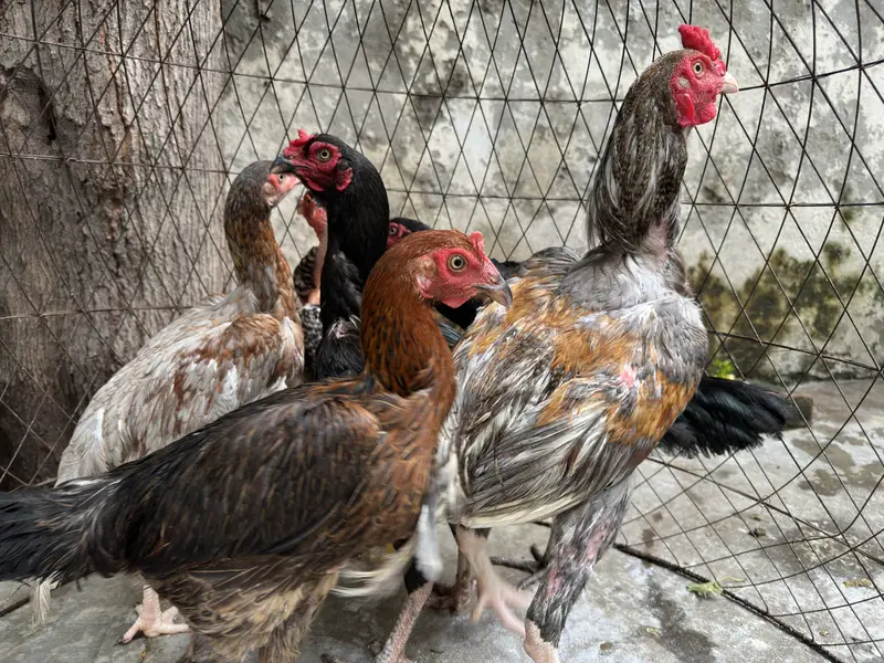 4 Aseel Hens + 1 Aseel Rooster for Sale | Healthy & Active | Lahore — photo 2