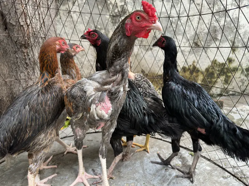 4 Aseel Hens + 1 Aseel Rooster for Sale | Healthy & Active | Lahore — photo 3