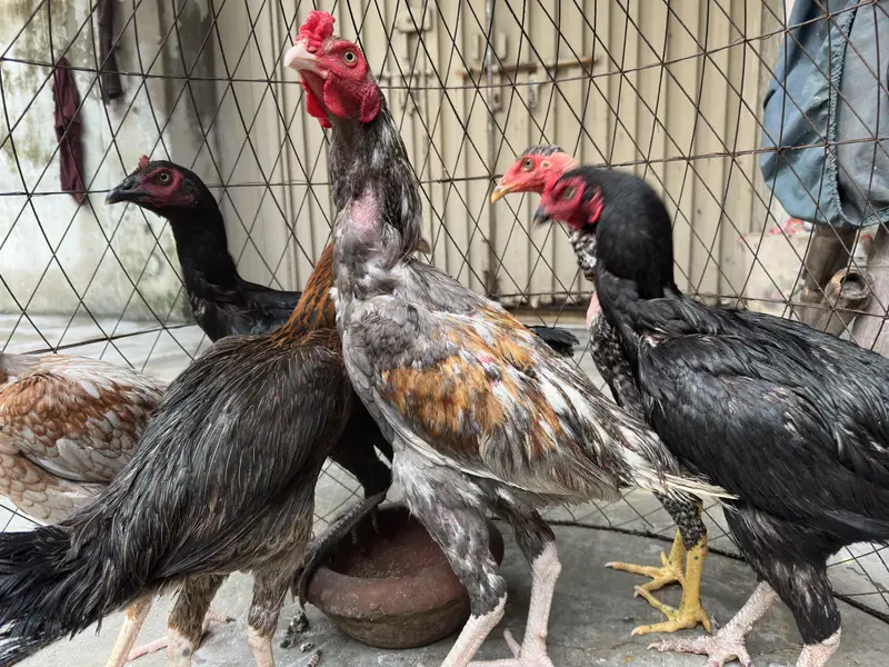 4 Aseel Hens + 1 Aseel Rooster for Sale | Healthy & Active | Lahore — photo 5