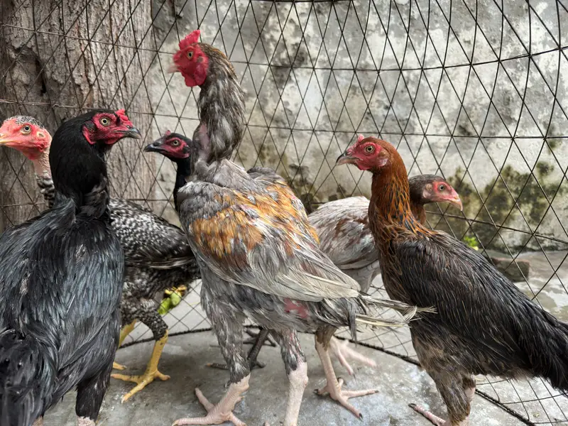4 Aseel Hens + 1 Aseel Rooster for Sale | Healthy & Active | Lahore — photo 6