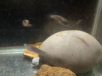 monster fish snakehead babies