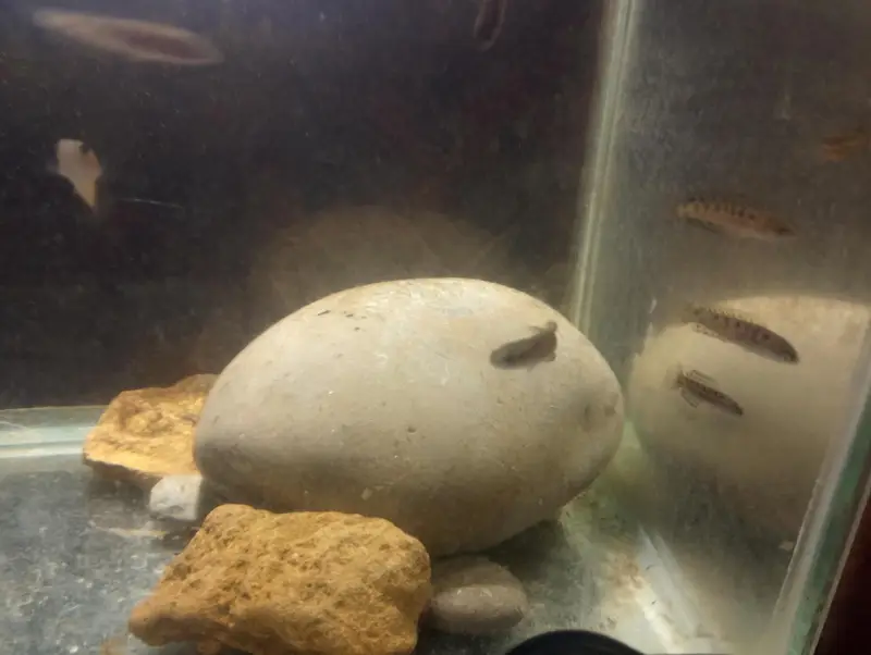 monster fish snakehead babies — photo 2