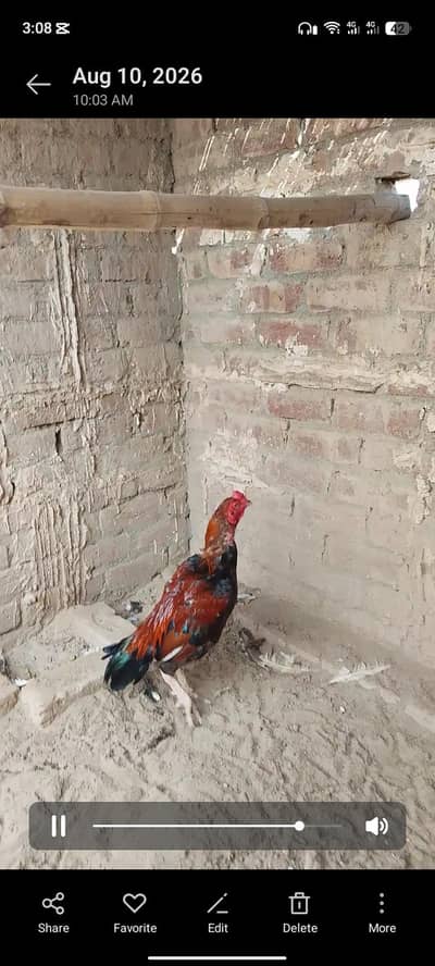 lakha aseel