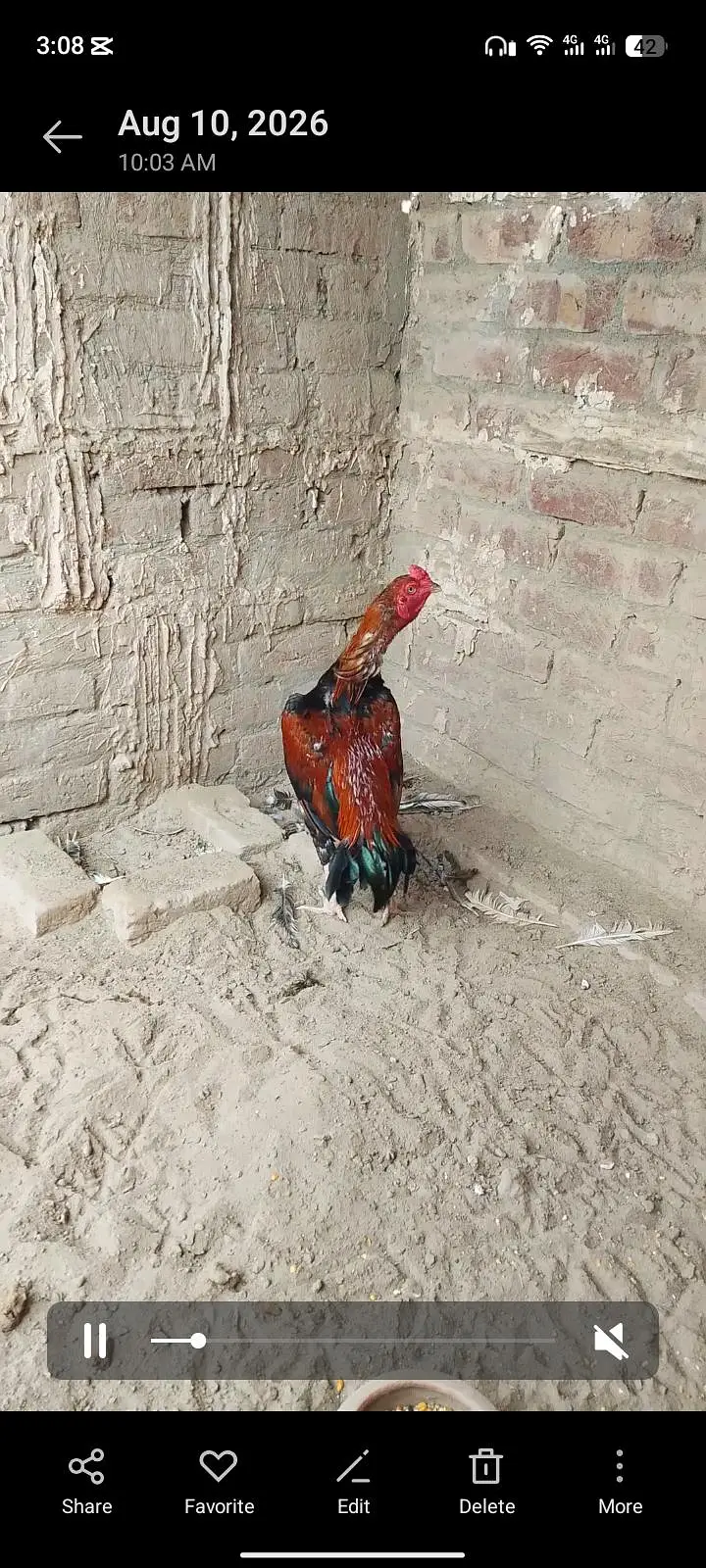 lakha aseel — photo 2