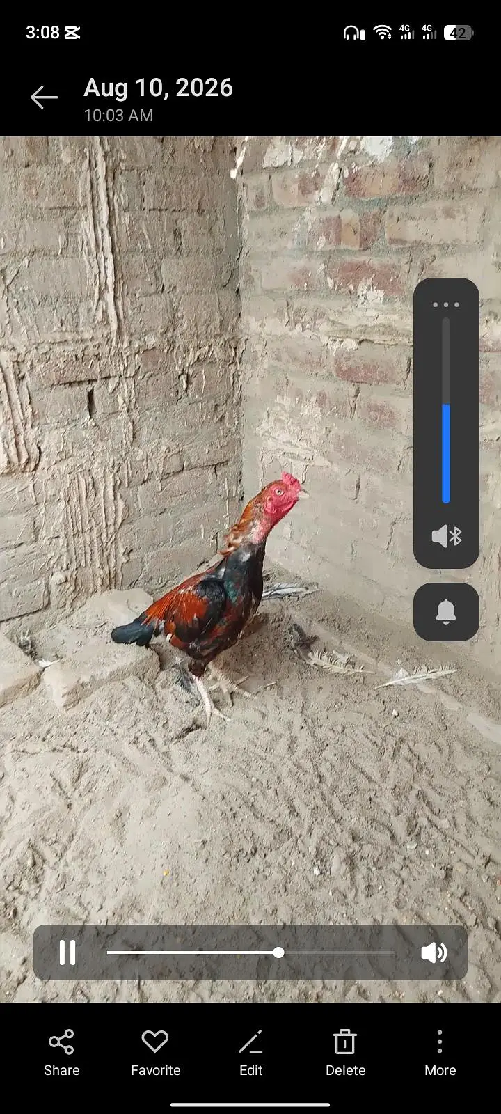 lakha aseel — photo 3