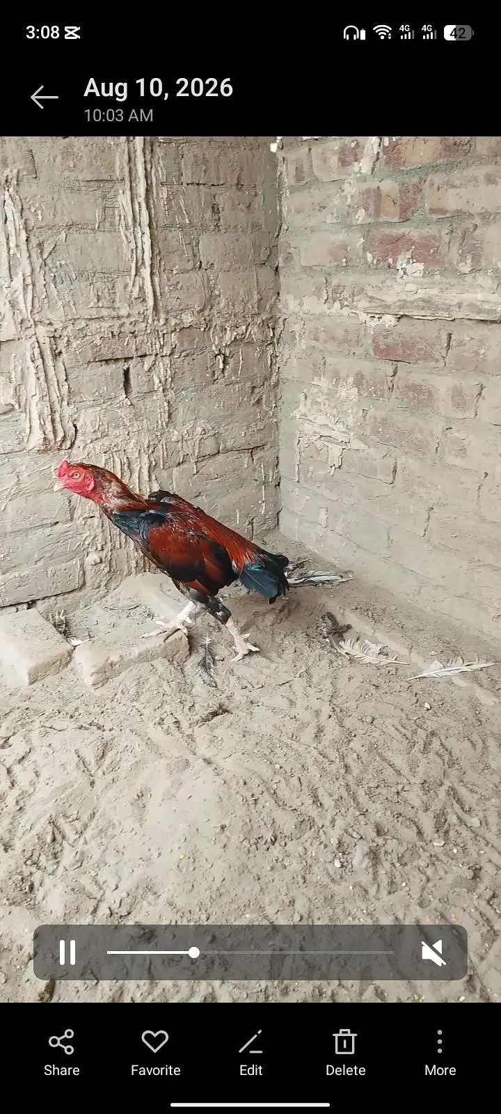 lakha aseel — photo 4