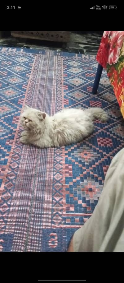 Male Cat For Sale at Best Price