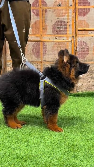 (German- shepherd) (puppies) (argent for sale) Whatsapp 03401430037