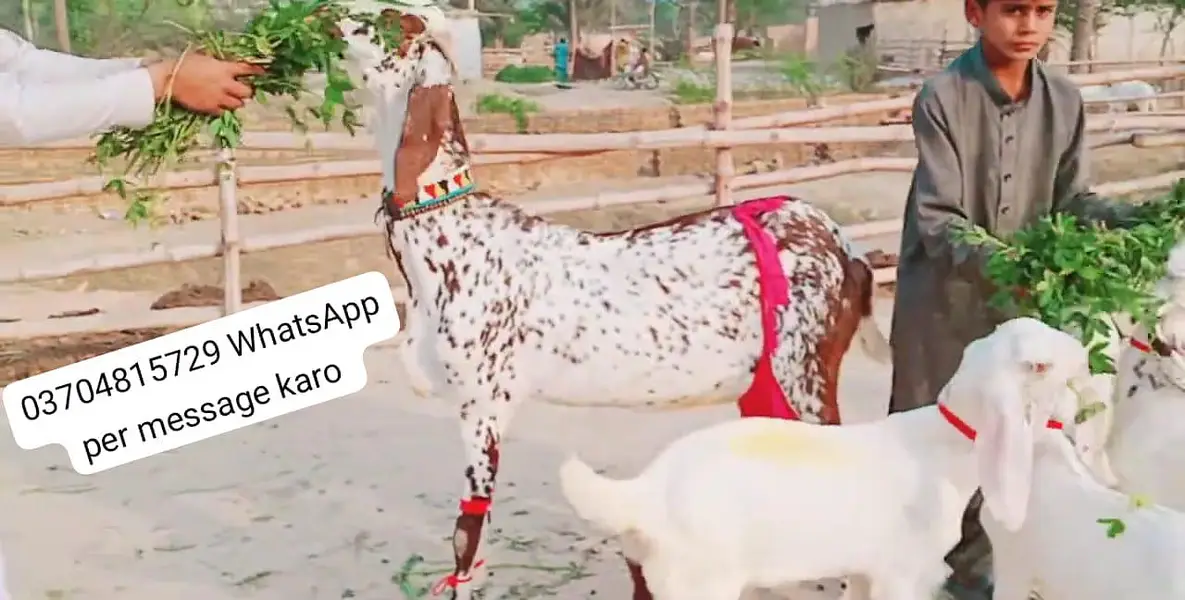 3 Bacchon Ka Sath Makkah Chini Bakri For Sale/O37O48I5729 — photo 2