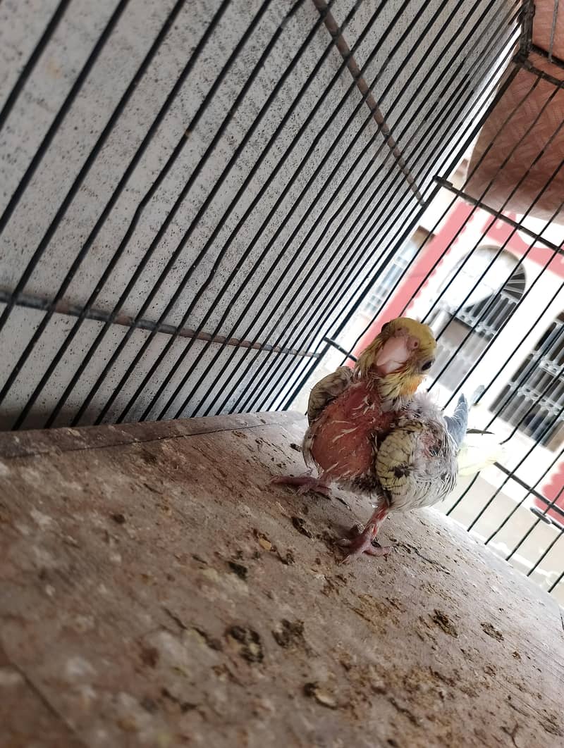 cocktail chicks 0