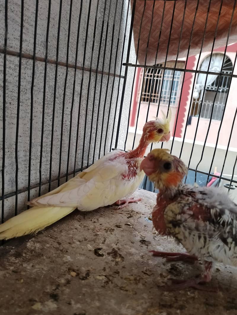 cocktail chicks 1