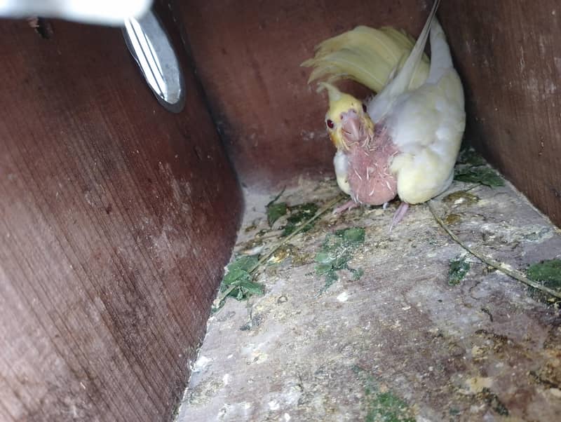 cocktail chicks 2