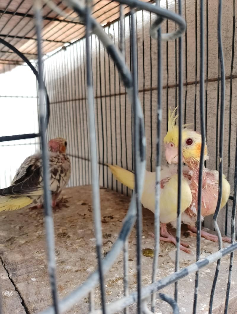 cocktail chicks 3