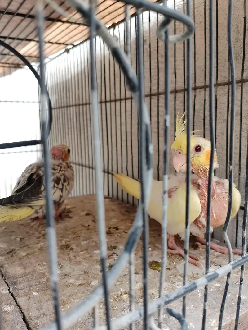 cocktail chicks — photo 4