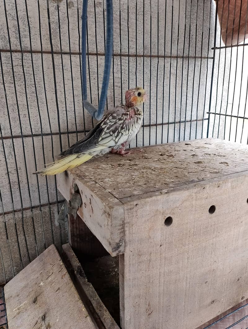 cocktail chicks 4