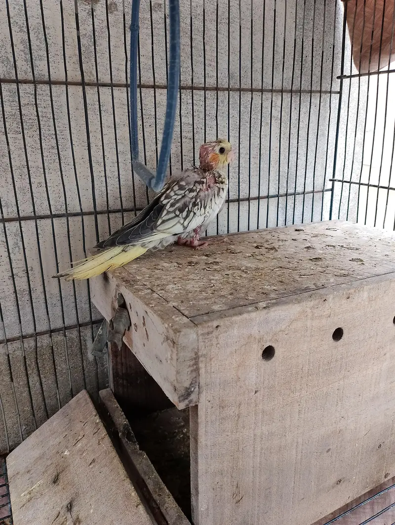 cocktail chicks — photo 5