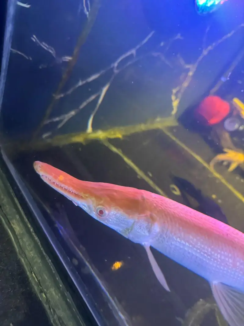 Exotic fishes for sale — photo 2