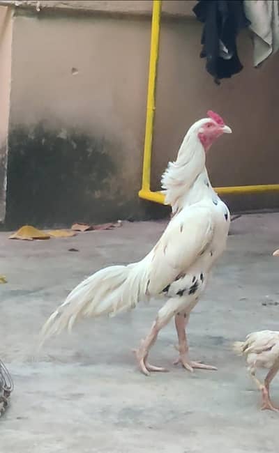 urgent sale need money