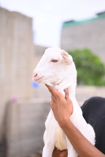 teddy bakra