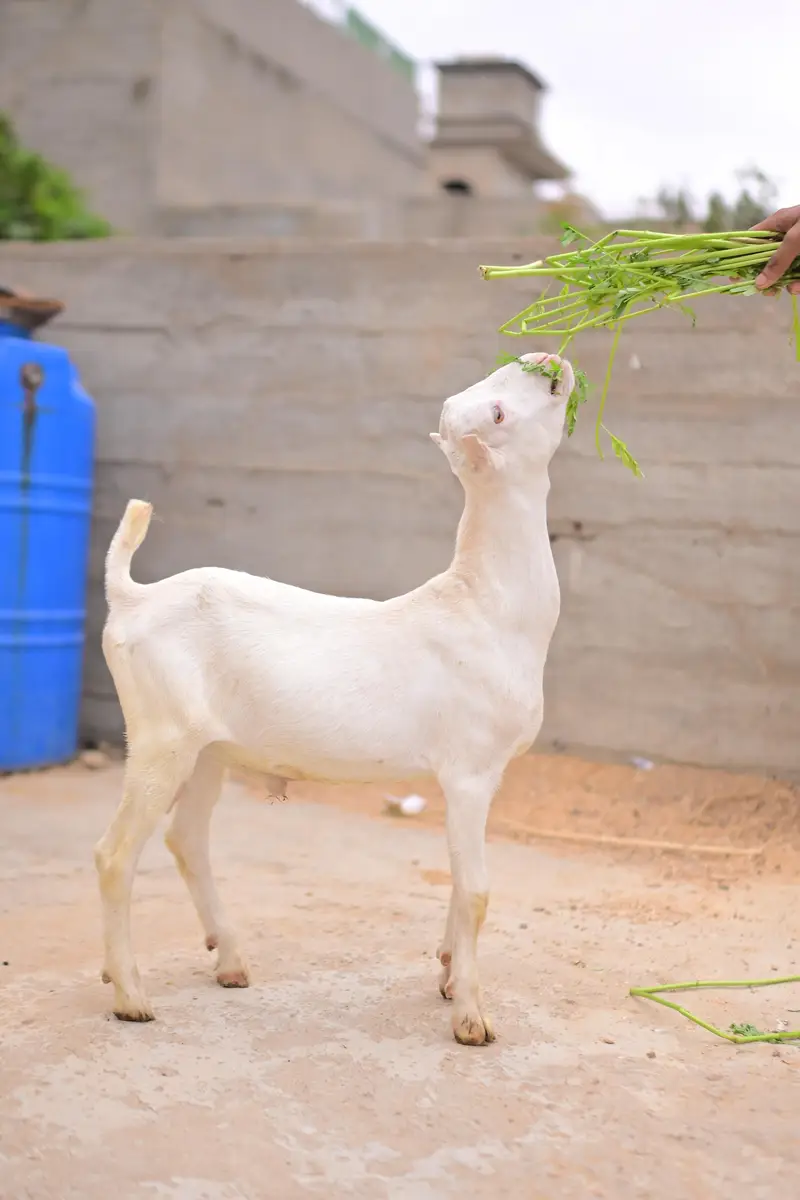 teddy bakra — photo 4