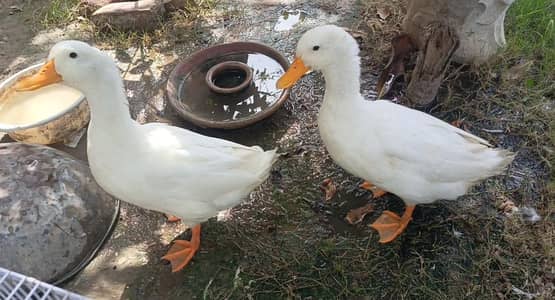 2 Male ducks for sale