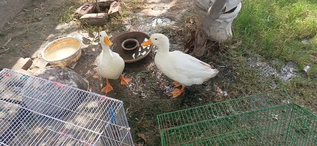 2 Male ducks for sale — photo 2