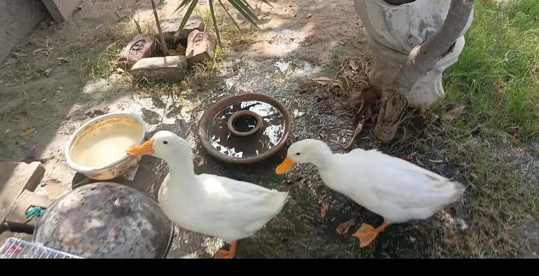 2 Male ducks for sale — photo 3