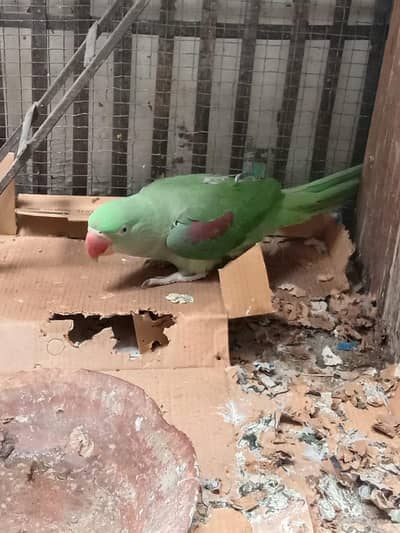 raw parrot pair