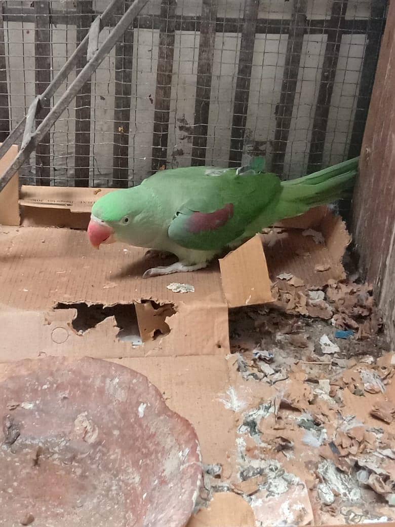 raw parrot pair 1