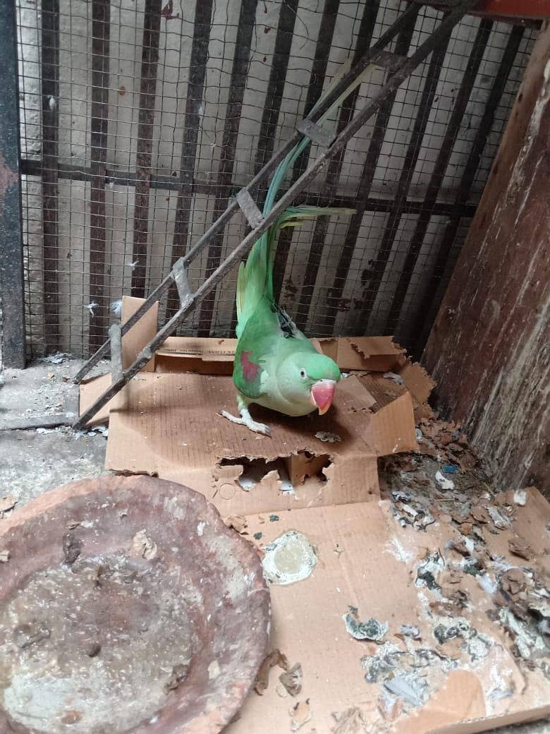 raw parrot pair 3