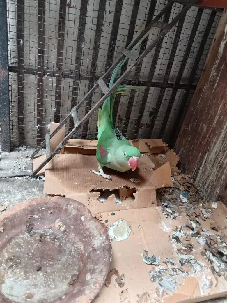 raw parrot pair — photo 4