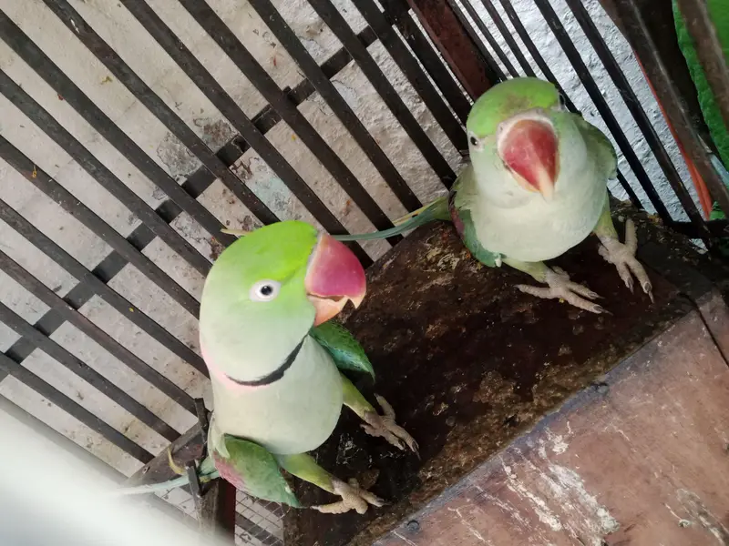 raw parrot pair — photo 5