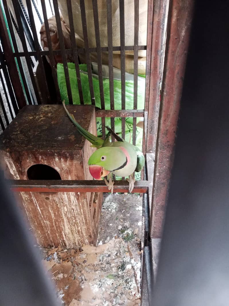 raw parrot pair 5