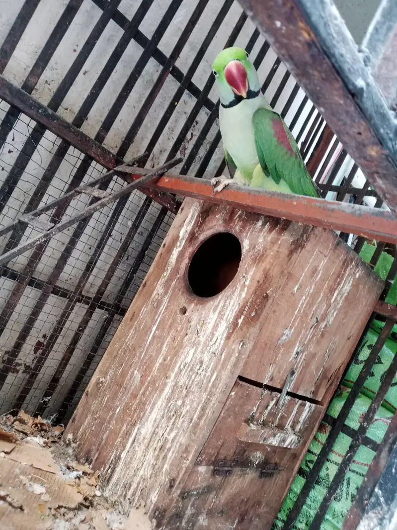 raw parrot pair — photo 7