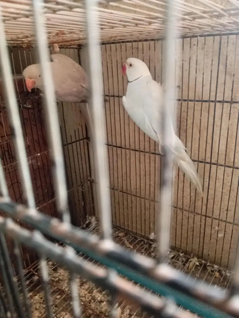mashallah healthy active breedr pair — photo 2