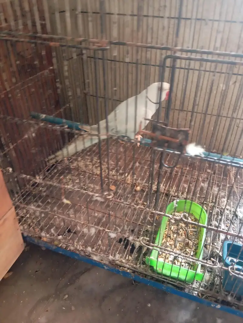 mashallah healthy active breedr pair — photo 3