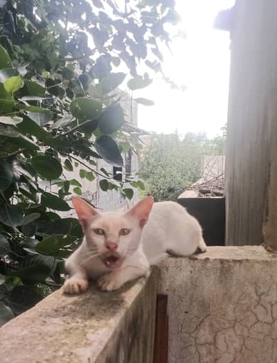 Russian cat urgent give to someone who n free
