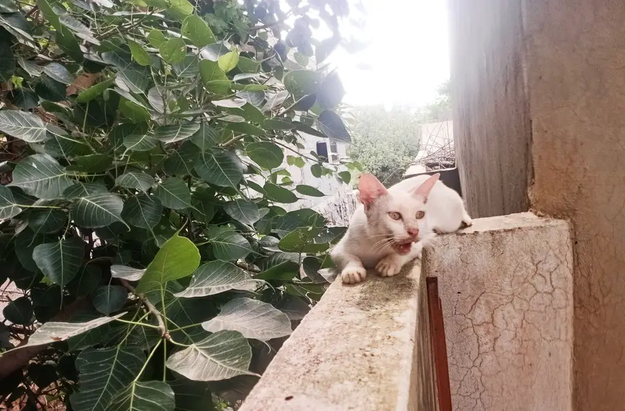 Russian cat urgent give to someone who n free — photo 2