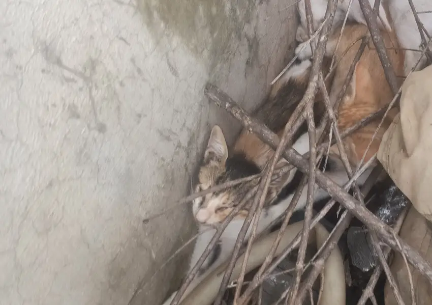 Russian cat urgent give to someone who n free — photo 3