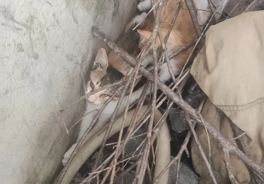 Russian cat urgent give to someone who n free — photo 4