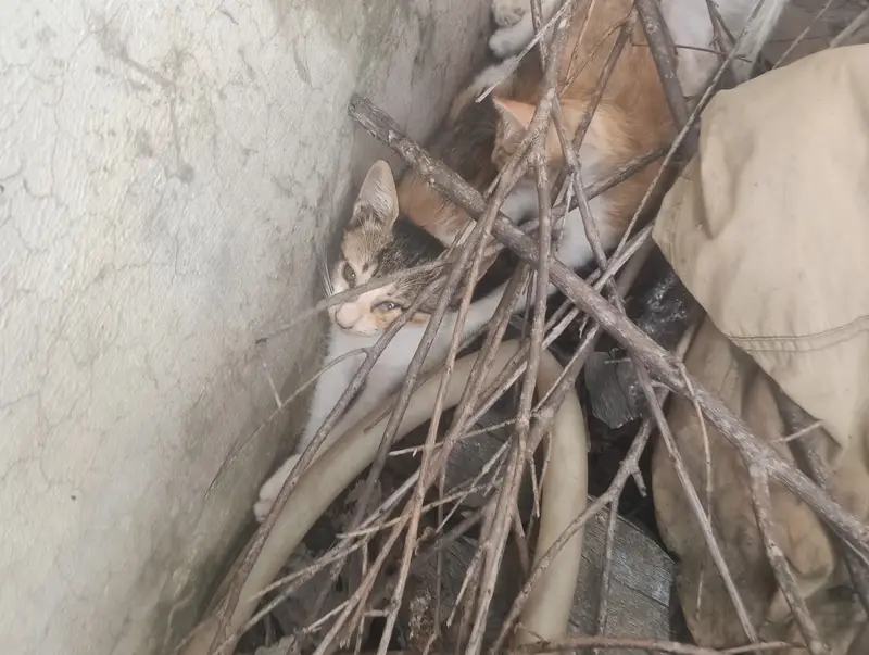 Russian cat urgent give to someone who n free — photo 5