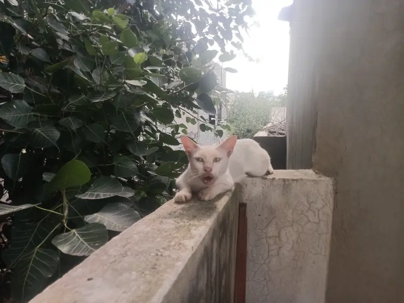 Russian cat urgent give to someone who n free — photo 6